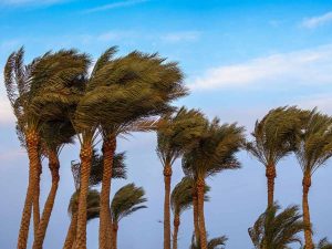 viento-palmeras